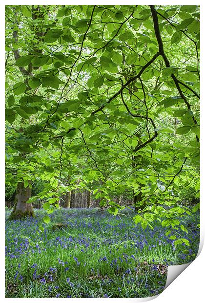  Beneath the Beech Print by David Tinsley