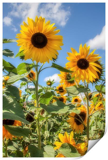  Sunflowers Print by David Tinsley