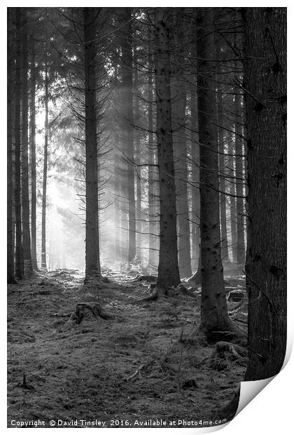 Woodland Light Beams Print by David Tinsley