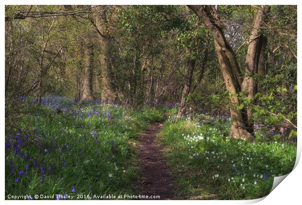 Kears Wood Print by David Tinsley