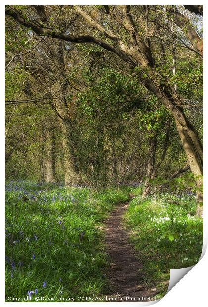 Kears Woodland Walk  Print by David Tinsley