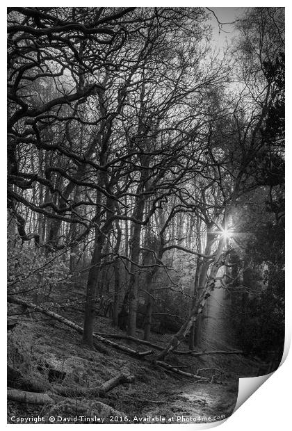 Along the Illuminated Path Print by David Tinsley