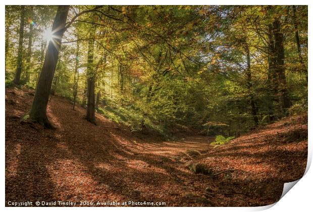 Autumn Woodland  Sunrise Print by David Tinsley