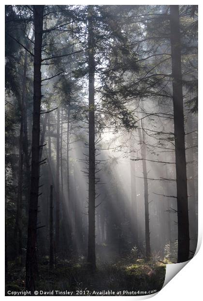 Illuminated Forest Print by David Tinsley