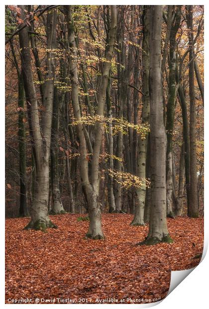 Autumn Forest Print by David Tinsley