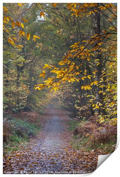 Autumn Footpath Print by David Tinsley