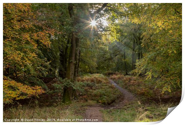 Early Autumn Sunlight Print by David Tinsley