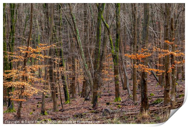 The end of Winter Print by David Tinsley