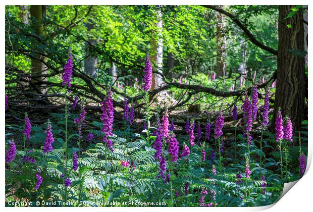 Forest Foxgloves Print by David Tinsley