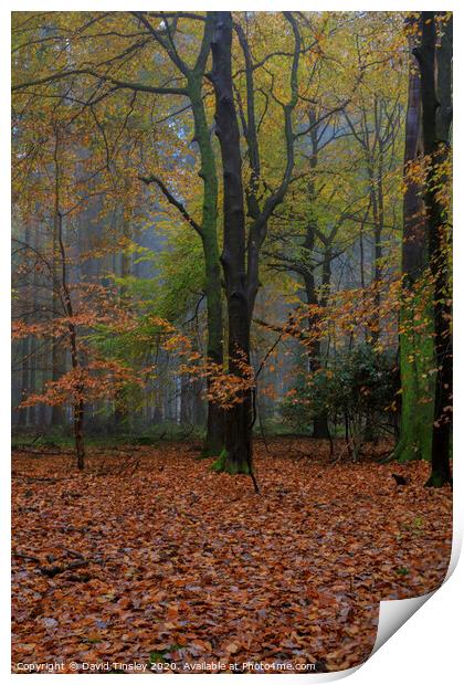 Misty Autumn Woodland No.5 Print by David Tinsley