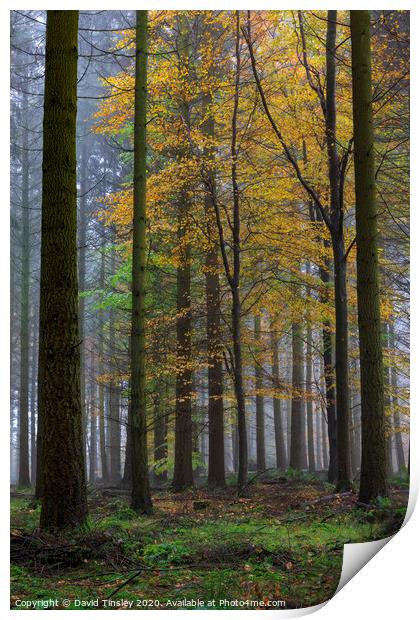 Misty Autumn Woodland No. 4 Print by David Tinsley
