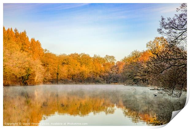 Late Autumn at Cannop No.2 Print by David Tinsley