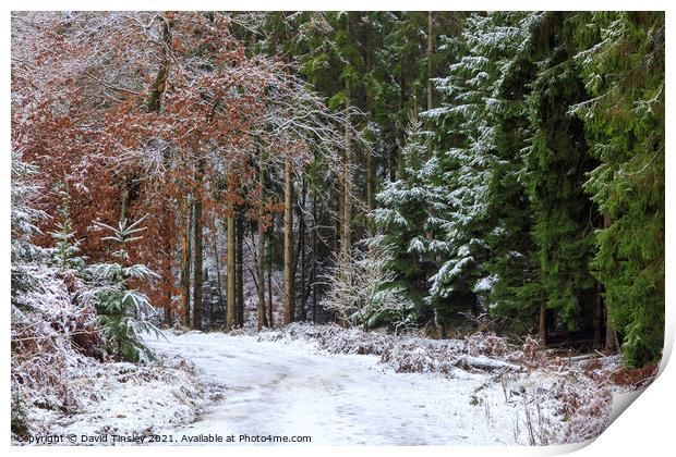 Snowy Woodland Walk No.2 Print by David Tinsley