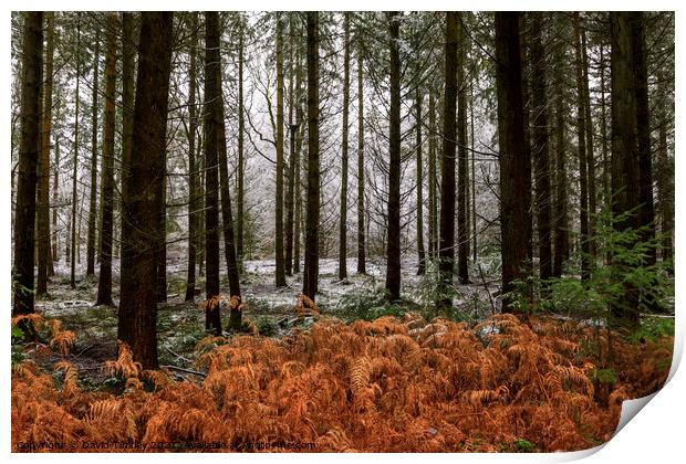 Snowy Woodland Walk No.5 Print by David Tinsley