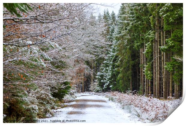 Snowy Woodland Walk No.3 Print by David Tinsley