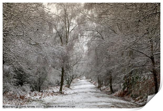 Snowy Woodland Walk No.6 Print by David Tinsley