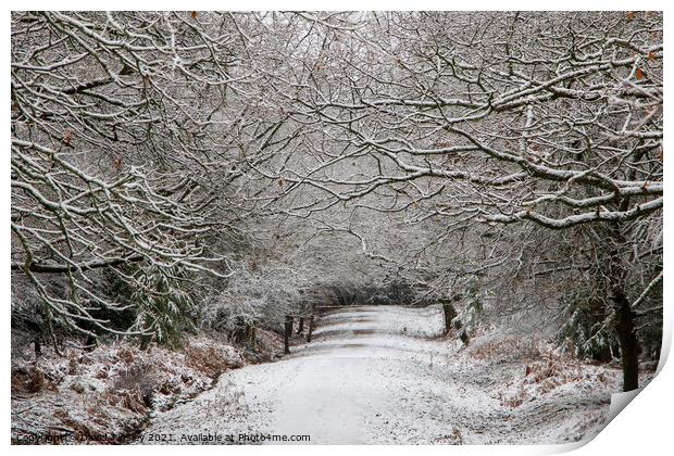 Snowy Woodland Walk No.8 Print by David Tinsley