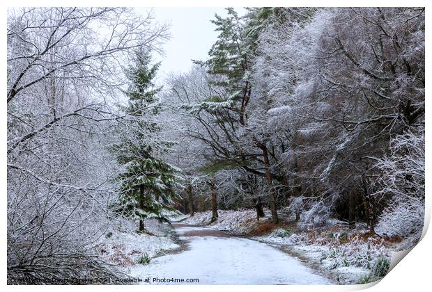 Snowy Woodland Walk No.1 Print by David Tinsley