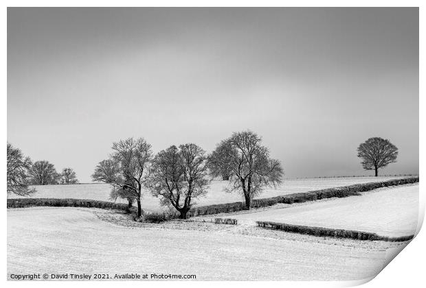 Snowy Oak Landscape Print by David Tinsley