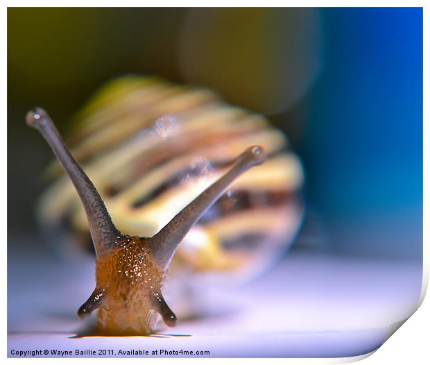 snail pace Print by Wayne Baillie