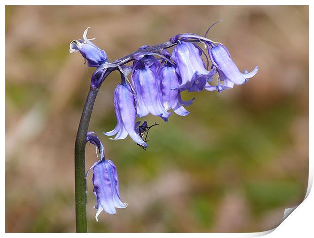 Dusty Bluebell Print by William Weston