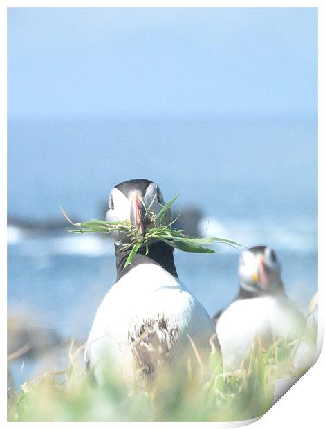 Nesting Season Print by William Weston