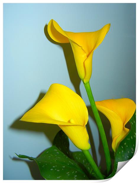 Yellow Calla Lily Print by Barbara Schafer