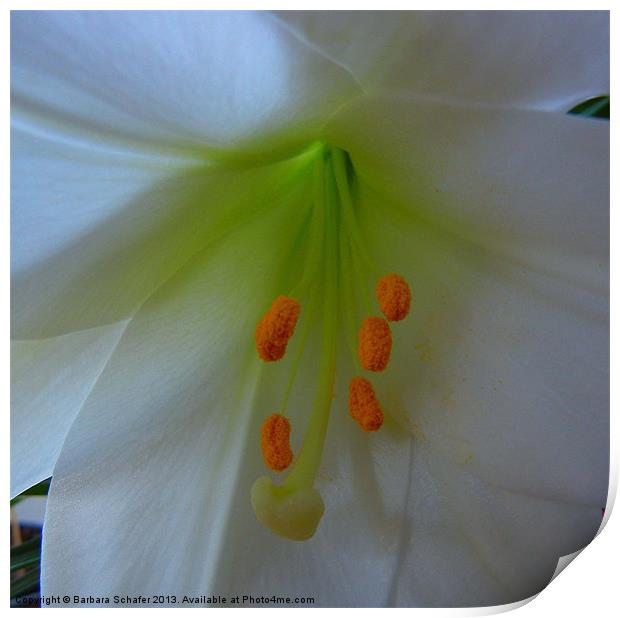 Spring White Lily Print by Barbara Schafer