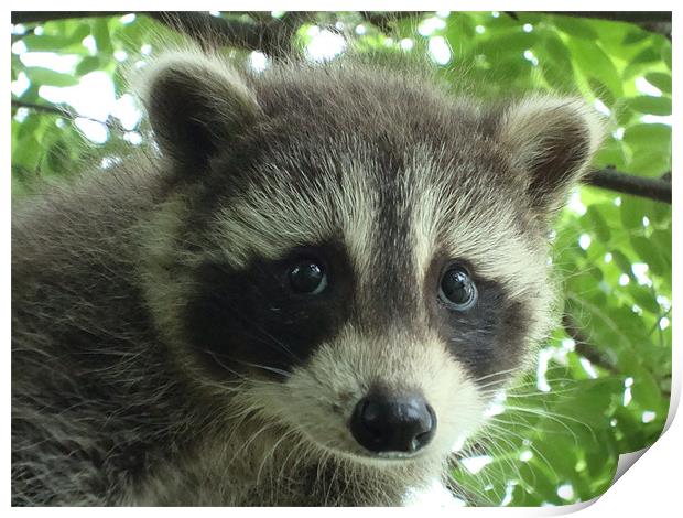 Babcy Raccoon Print by Donna-Marie Parsons