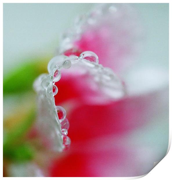 Abstract of raindrops on a Petunia flower leaf  Print by Donna-Marie Parsons