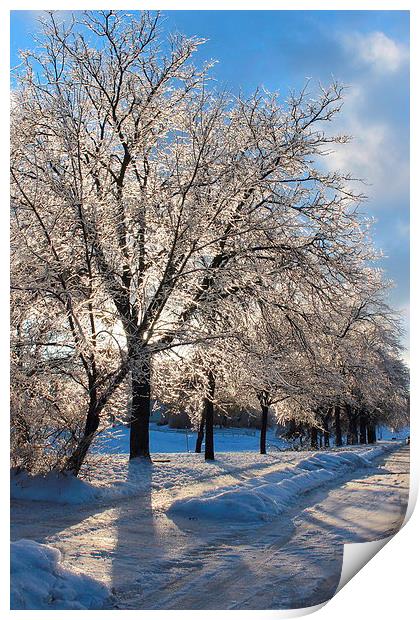 Ice covered trees Print by Donna-Marie Parsons
