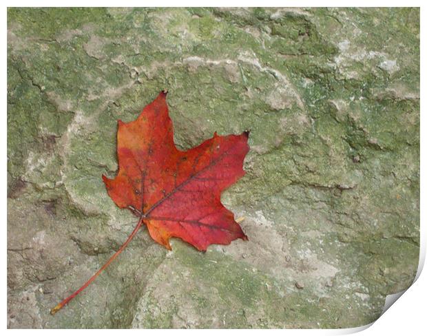 Rocky Leaf Print by Donna-Marie Parsons