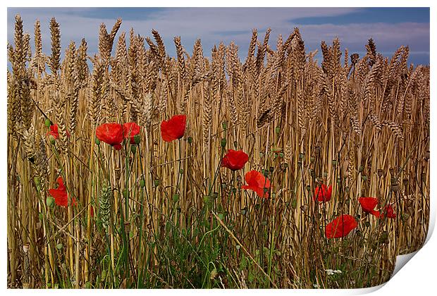 poppy corn Print by kevin wise
