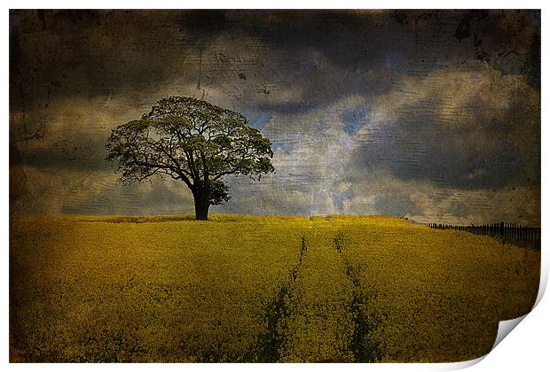 Tree in a field 2 Print by kevin wise