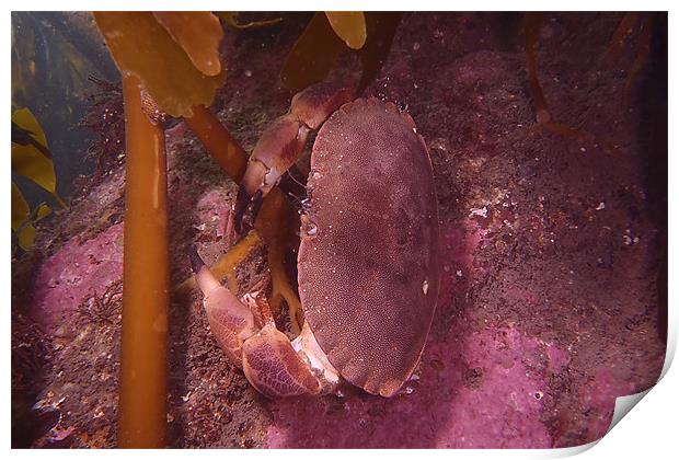 Brown crab Print by kevin wise