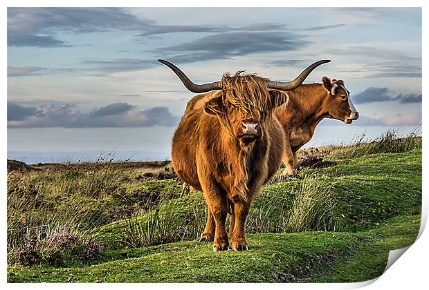 Highland Cattle Print by kevin wise