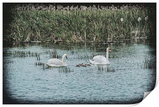 Swans and Cygnets Print by kevin wise