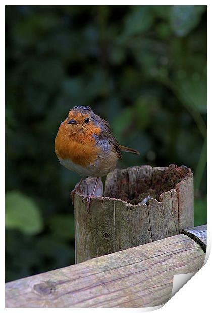 Robin Redbreast Print by kevin wise