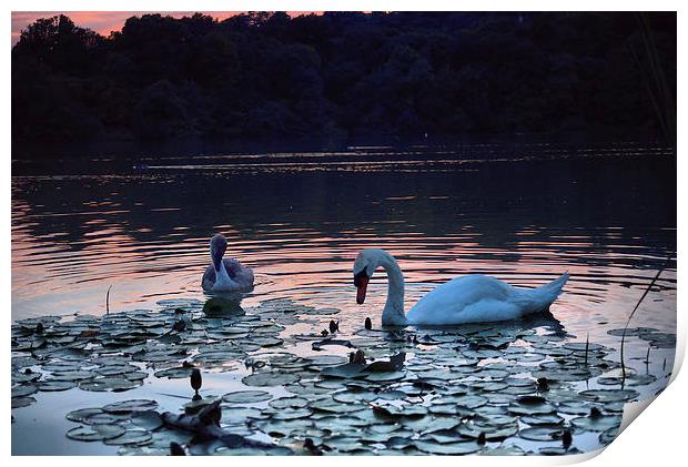 Swan and Cygnet Print by kevin wise