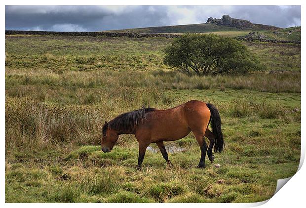  Wild Pony Print by kevin wise