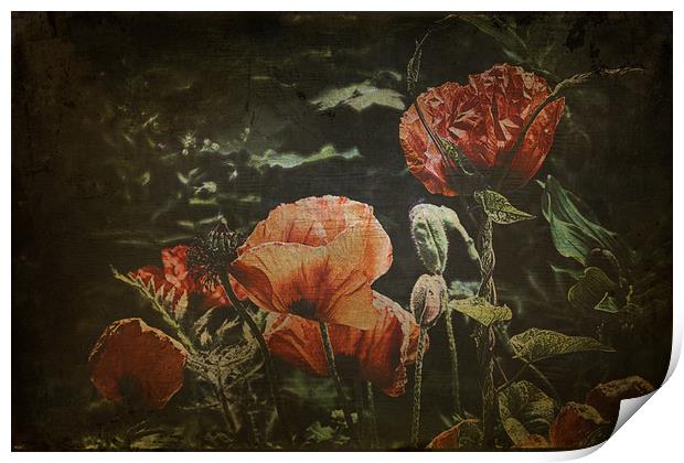poppies Print by kevin wise