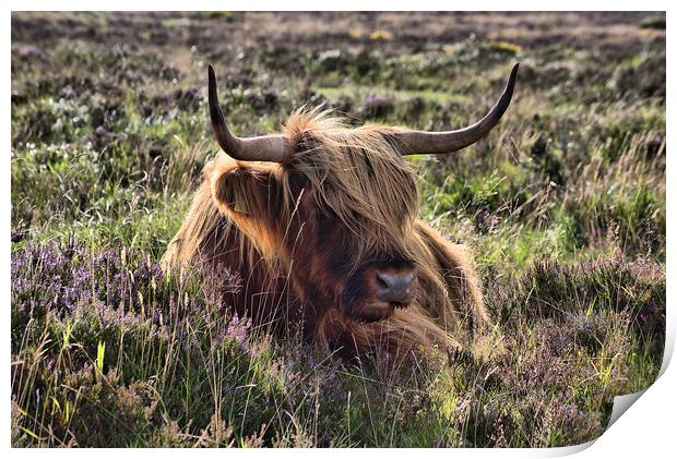    Highland cattle 2                               Print by kevin wise