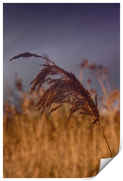       reed                               Print by kevin wise