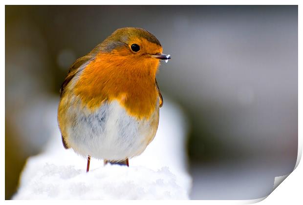 Christmas Robin Print by kevin wise