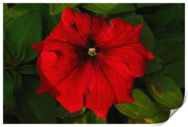 Red Flower Print by paramjot matharu