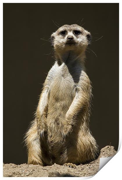 Posing Meerkat Print by Adam Duffield