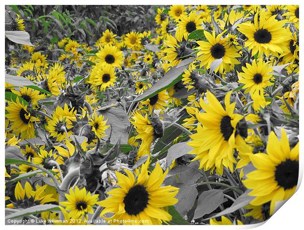 Sunflower Field Print by Luke Newman