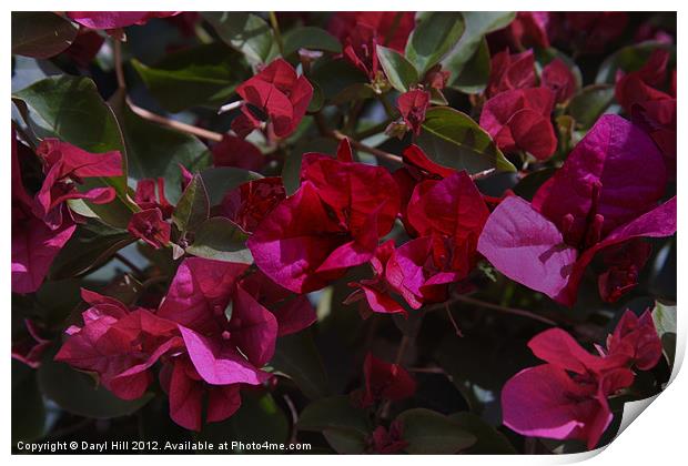 Azalea Print by Daryl Hill