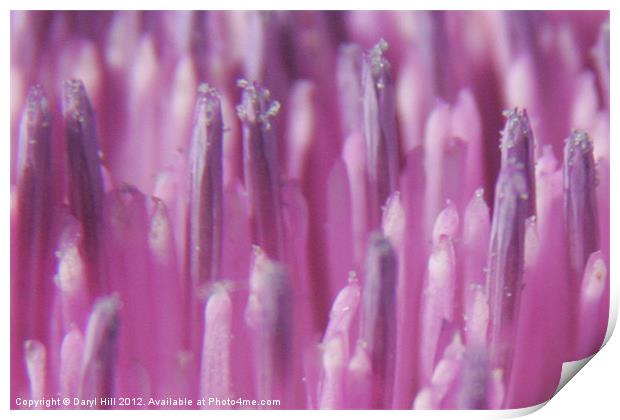 Nectar Beads on Pink Thistle Blossom Print by Daryl Hill