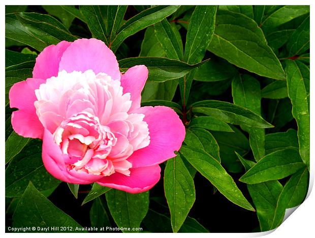 Pink Peonies Print by Daryl Hill